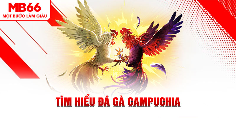 888new đá gà trực tiếp